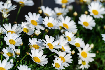 daisy flower in the garden