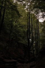 Fototapeta premium Sunset in the forest in a summer day