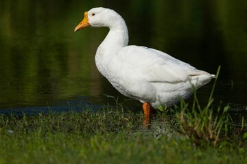 A white domestic goose stands by the pond.
