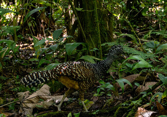 peacock in the woods