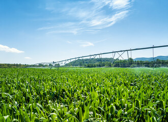 Large water sprinkler system in a corn field. Equipment for industrial irrigation. Sustainable agriculture concept.