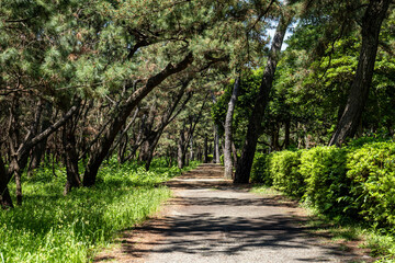静岡県沼津市にあるの千本松原,
