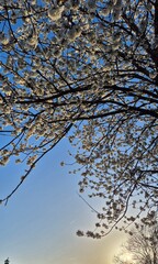 Flowering tree branches backlit by soft sunlight during springtime
