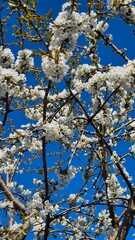 White blossoming tree branches against a bright blue spring sky