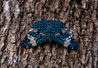 Vibrant Blue Butterfly on Tree Bark in Costa Rican Rainforest