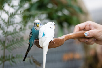 Parrots eat food in the morning. Raising parrots in Thailand © nopporn