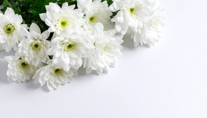beautiful white chrysanthemum with dewdrops sticking to the flower on a white background. natural texture with sharp and rough edges in a minimalist layout, minimal background
