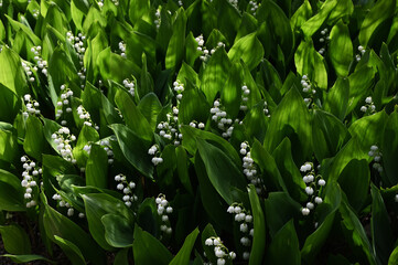 Obraz premium a dense patch of lily of the valley (Convallaria majalis) in bloom, nestled among lush green foliage