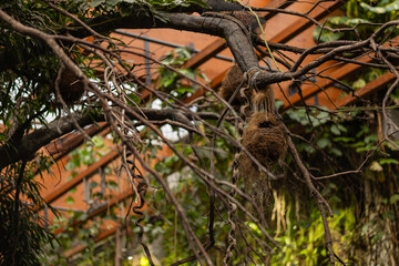 Hanging bird nests on tree branches in tropical botanical garden under wooden roof structure surrounded by lush green plants and vines. Wildlife habitat, biodiversity and natural shelter