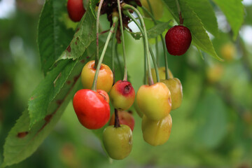 Diseased ripe and unripe cherry fruits on branches. Prunus avium tree with illness