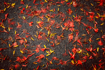 Red and yellow flowers falling to a sideway.