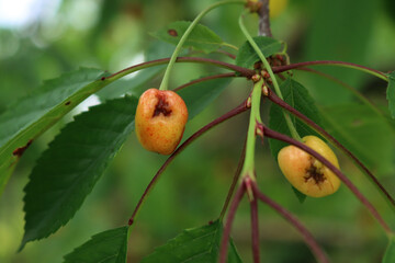 Close-up of yellow unripe cherry fruits damaged by hailstorm in the orchard. Prunus avium tree 
