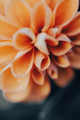 Fototapeta premium Bright orange flowers with layered petals