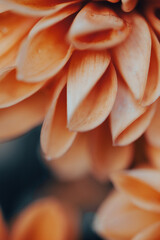 Bright orange flowers with layered petals