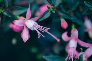 Beautiful macro photo of fuchsia flower