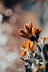 In a serene garden, orange flowers bloom vibrantly as soft light filters through