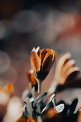 In a serene garden, orange flowers bloom vibrantly as soft light filters through