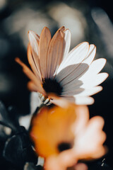 In a serene garden, orange flowers bloom vibrantly as soft light filters through