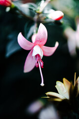 Beautiful macro photo of fuchsia flower