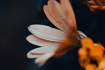 In a serene garden, orange flowers bloom vibrantly as soft light filters through