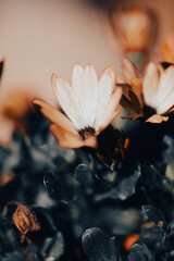 In a serene garden, orange flowers bloom vibrantly as soft light filters through