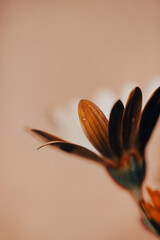 In a serene garden, orange flowers bloom vibrantly as soft light filters through