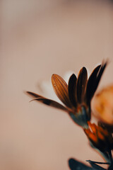 In a serene garden, orange flowers bloom vibrantly as soft light filters through