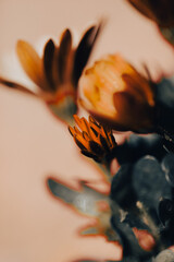 In a serene garden, orange flowers bloom vibrantly as soft light filters through