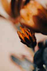 In a serene garden, orange flowers bloom vibrantly as soft light filters through