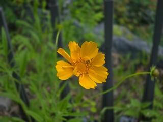 Close-Up of a Yellow Wildflower in Bloom