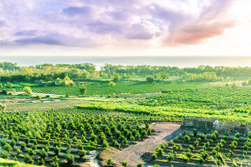 green farmland among spring hills in rustic coast with rural plantation with rows of fruit trees below and a sunset cloudy sky above horizon. Garden evening or morning landscape. © Yaroslav