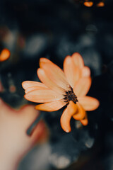 In a serene garden, orange flowers bloom vibrantly as soft light filters through