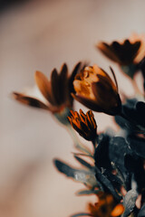 In a serene garden, orange flowers bloom vibrantly as soft light filters through