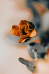 In a serene garden, orange flowers bloom vibrantly as soft light filters through