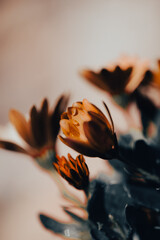 In a serene garden, orange flowers bloom vibrantly as soft light filters through