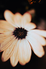 In a serene garden, orange flowers bloom vibrantly as soft light filters through