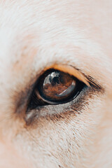 A detailed close-up captures the rich tones of a dog's eye,