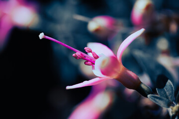 Beautiful macro photo of fuchsia flower