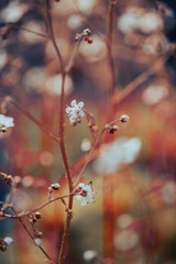 Small clusters of white flowers with striking orange centers