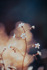 Small clusters of white flowers with striking orange centers