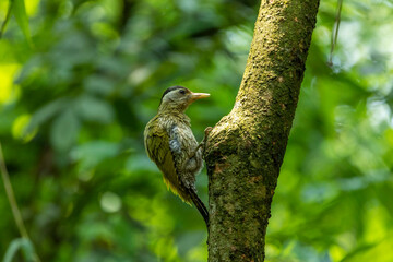 European green woodpecker, Picus viridis, just before entering its nest in its natural habitat.