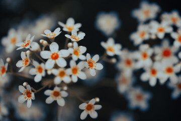 Small clusters of white flowers with striking orange centers