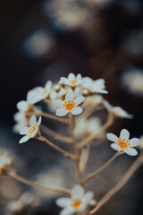 Small clusters of white flowers with striking orange centers