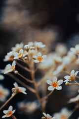 Small clusters of white flowers with striking orange centers
