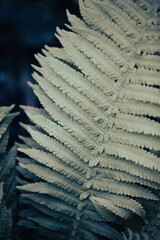 Numerous vibrant lush fern leaves overlap