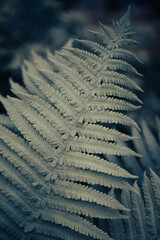 Numerous vibrant lush fern leaves overlap
