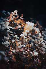 Small white flowers with yellow accents