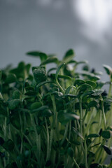 Young green sprouts thrive in an indoor garden