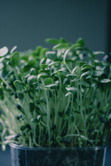 Young green sprouts thrive in an indoor garden