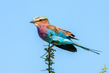 South Africa, Kruger National Park, Lilac-breasted Roller (Coracias caudatus)